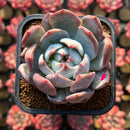 Echeveria 'Orange Monroe' Unique Clone 2"-3" Succulent Plant