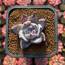 Echeveria 'Black Sabbath' 1" Succulent Plant