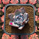 Echeveria 'Black Sabbath' 1" Succulent Plant