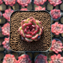 Echeveria sp. 1" Succulent Plant