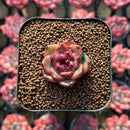 Echeveria sp. 1" Succulent Plant