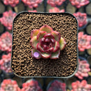 Echeveria sp. 1" Succulent Plant