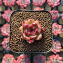 Echeveria sp. 1" Succulent Plant