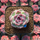 Echeveria 'Lavender Rose' 1" Succulent Plant