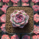 Echeveria 'Lavender Rose' 1" Succulent Plant