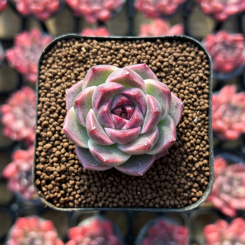 rose echeveria succulent Echeveria 'Lavender Rose' 1" Succulent Plant