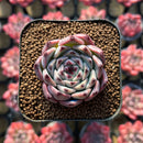 Echeveria sp. 1" Succulent Plant
