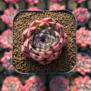 Echeveria sp. 1" Succulent Plant