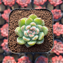 Echeveria 'Snow Flake Jelly' 1"-2" New Hybrid Succulent Plant
