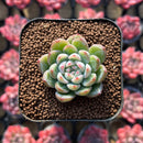 Echeveria 'Snow Flake Jelly' 1"-2" New Hybrid Succulent Plant