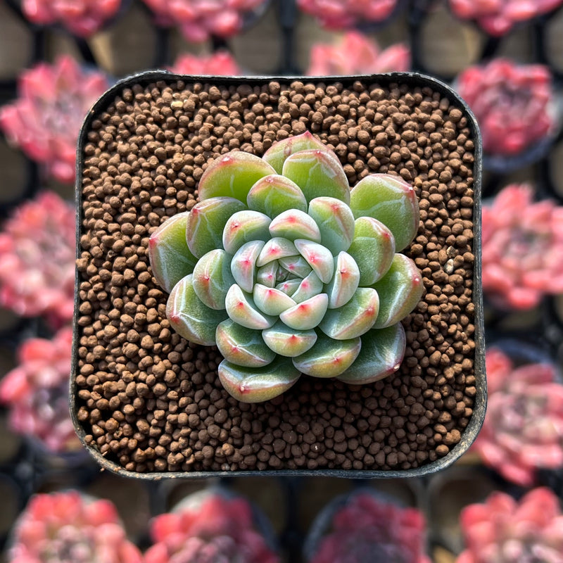 Echeveria 'Snow Flake Jelly' 1"-2" New Hybrid Succulent Plant