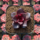 Echeveria 'Sky Lantern' 1" Succulent Plant