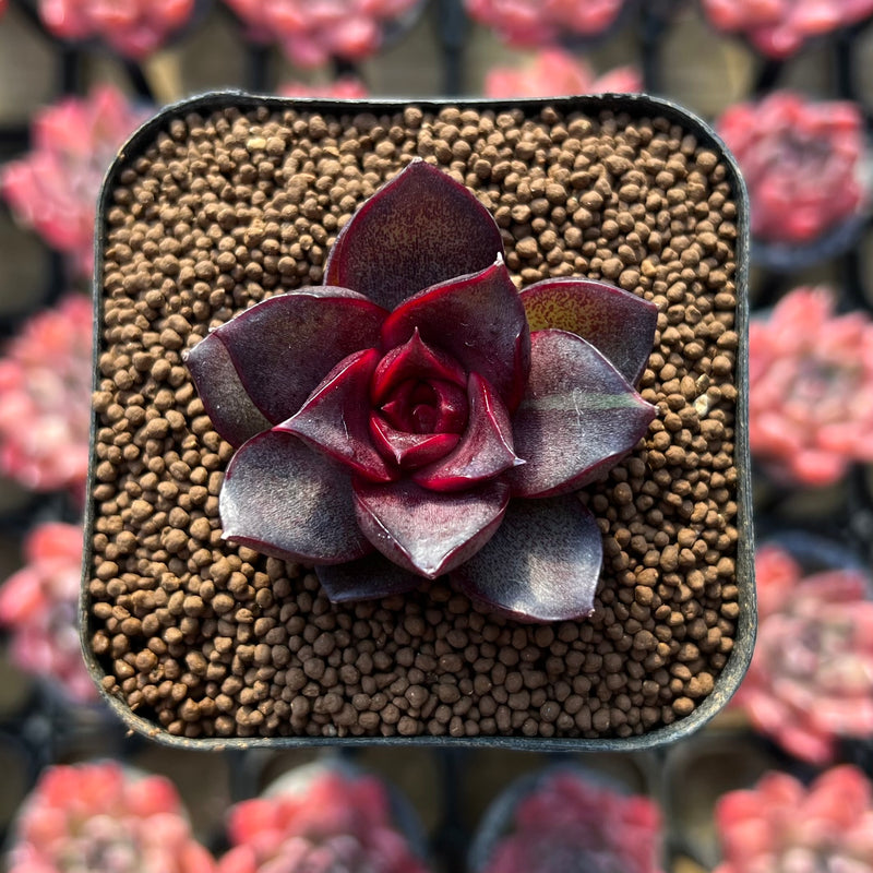 succulent lantern Echeveria 'Sky Lantern 1" Succulent Plant – True Succulents Plant Co