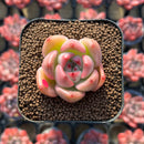 Echeveria sp. 1" Succulent Plant