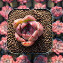 Echeveria sp. 1" Succulent Plant