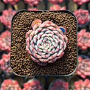 Echeveria 'Minima' Variegated 1" Succulent Plant