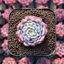 Echeveria 'Minima' Variegated 1" Succulent Plant