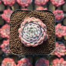 Echeveria 'Minima' Variegated 1" Succulent Plant