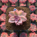 Echeveria 'Armand' Variegated 1" Succulent Plant