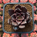 Echeveria 'Super Bowl' 2" Succulent Plant