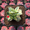 Crassula 'Springtime' Variegated 1" Succulent Plant