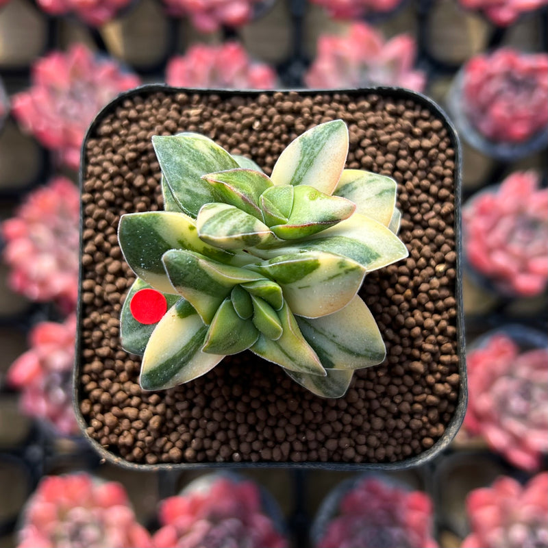 Crassula 'Springtime' Variegated 1