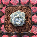 Echeveria 'Albi Drop' 1" Succulent Plant