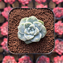 Echeveria 'Albi Drop' 1" Succulent Plant