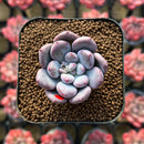 Pachyveria 'Remazu' 1"-2" Succulent Plant