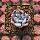 Pachyveria 'Remazu' 1"-2" Succulent Plant