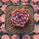 Echeveria sp. 1" Succulent Plant