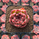 Echeveria Agavoides 'Honey Pink' 2" Succulent Plant