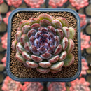 Echeveria 'Gem Stone' 2" New Hybrid Succulent Plant