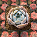 Echeveria 'Lehman' 1"-2" Succulent Plant