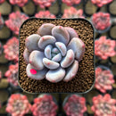 Graptoveria 'Queens Bowl' 1"-2" Succulent Plant