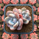 Graptoveria 'Queens Bowl' 1"-2" Succulent Plant