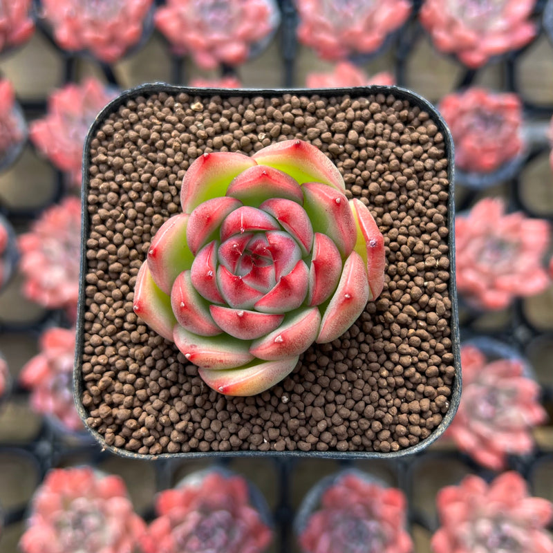 succulent corn Echeveria 'Red Corn' 1" Succulent Plant – True Succulents Plant Co