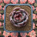 Echeveria 'Black Mink' Wide-Leaf 2" Succulent Plant