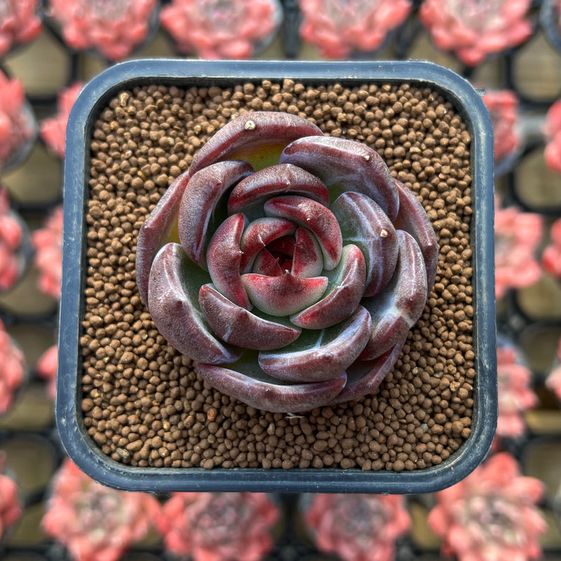 black succulent leaves Echeveria 'Black Mink' Wide-Leaf 2" Succulent Plant – True Succulents Plant  Co