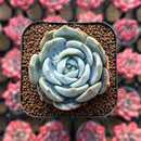 Echeveria 'Snow Shower' 2" Succulent Plant