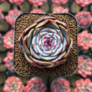Echeveria Hybrid sp. 2" Succulent Plant