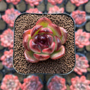 Echeveria sp. 1" Succulent Plant