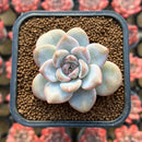 Echeveria 'Miss Jin' 2" Succulent Plant