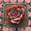 Echeveria 'Vulcanus' 2" Succulent Plant
