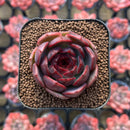 Echeveria 'Oliana' 1" New Hybrid Succulent Plant