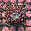 Echeveria 'Ardor' 1" New Hybrid Succulent Plant