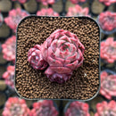 Echeveria sp. 1"-2" Succulent Plant