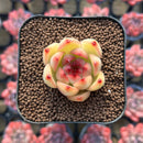 Echeveria sp. 1" Succulent Plant