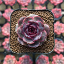 Echeveria 'Black Coco' 2" Succulent Plant