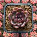 Echeveria 'White Soul' 2" Succulent Plant